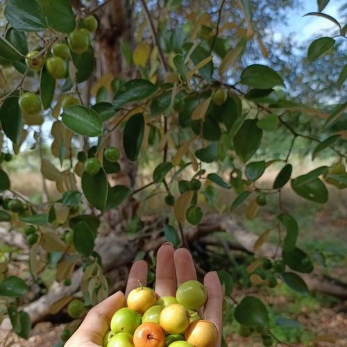 Indian Cherry