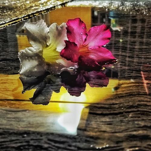 Photo #4852915
