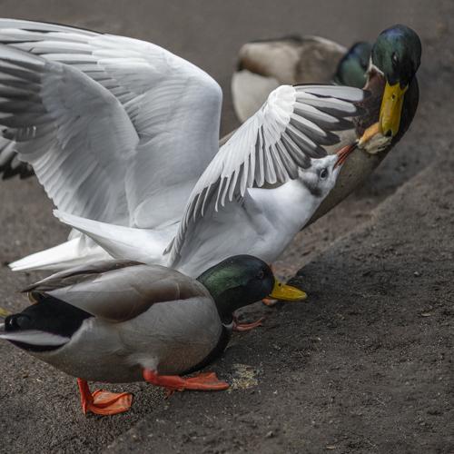 Photo #4852946