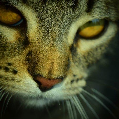 Gato