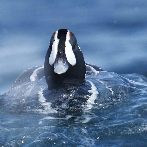 Photo #4853417