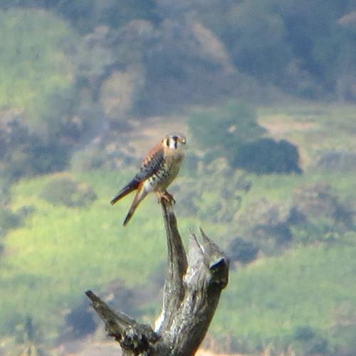 Photo #4853704