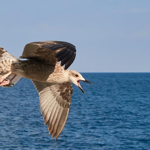 Photo #4853766