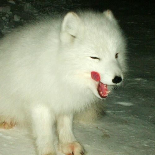 Песец Заполярья, мой друг....