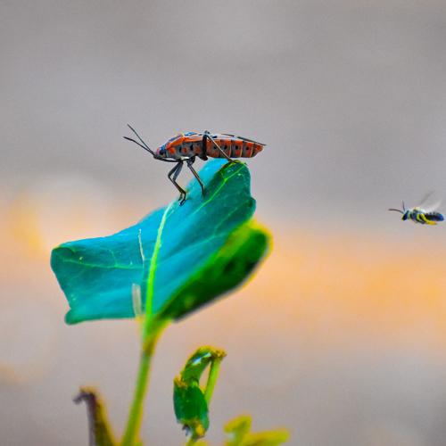 Photo #4854789