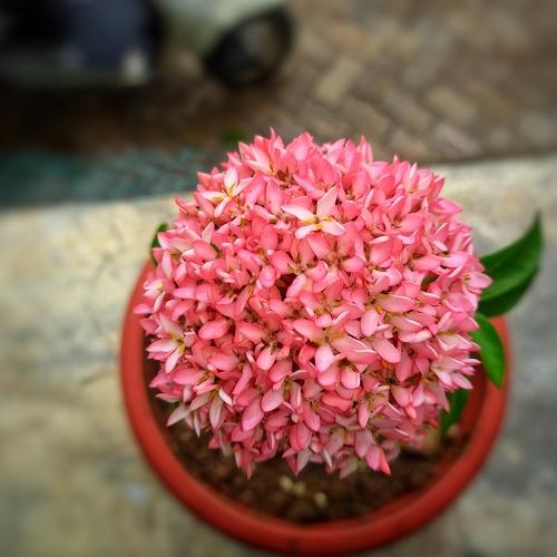 Photo #4855089