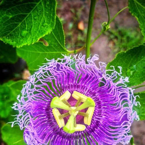 Feel like a mahabharat flower