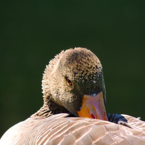 Photo #4855766