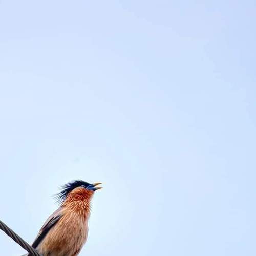 Bamun shalik Bird