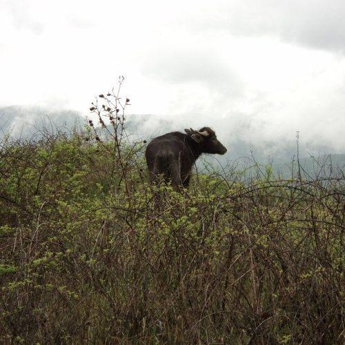 Photo #4856590