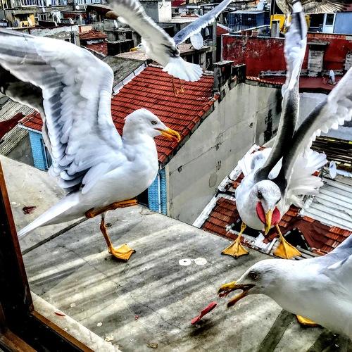 Photo #4858004