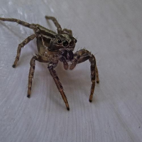 Photo #4858382