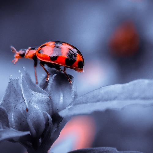 Ladybug