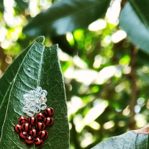 Macro photography