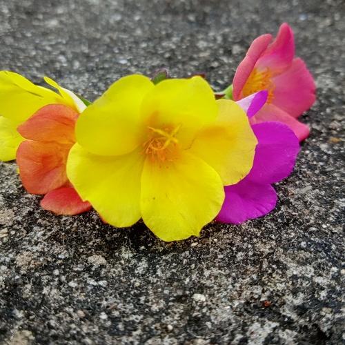 crown of flower