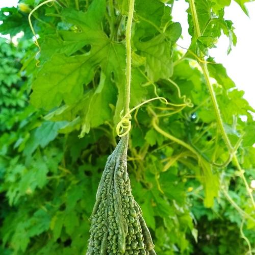 Bitter gourd