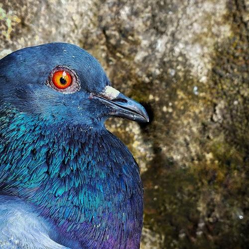 Photo #4859784