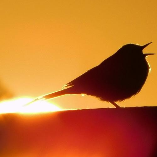 Photo #4860418