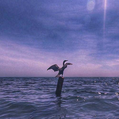 Rise And Fly