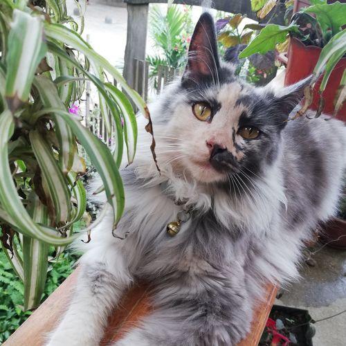 Photo #4861282