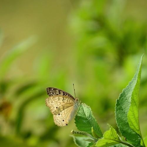 The beautiful Grey Pansy is too hungry...