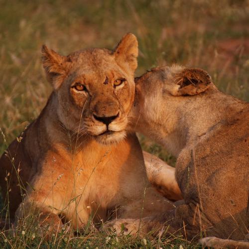 Photo #4861649