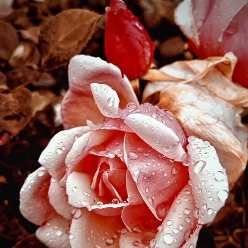 Rose after the rain