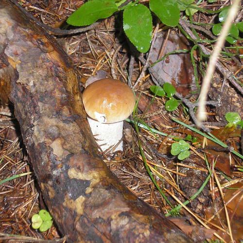 Photo #4862574