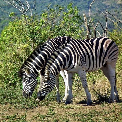 Photo #4863804