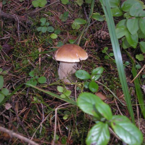 Photo #4864773