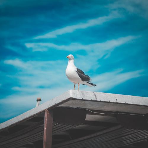 Photo #4865506