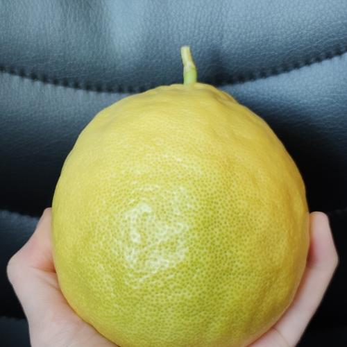 Photo #4866166