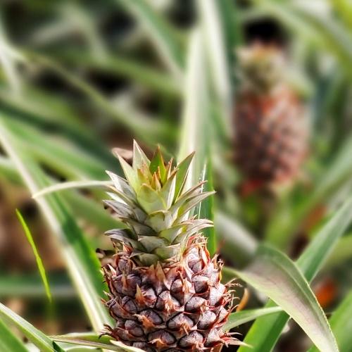 Pinya