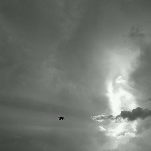 Fly after rain
