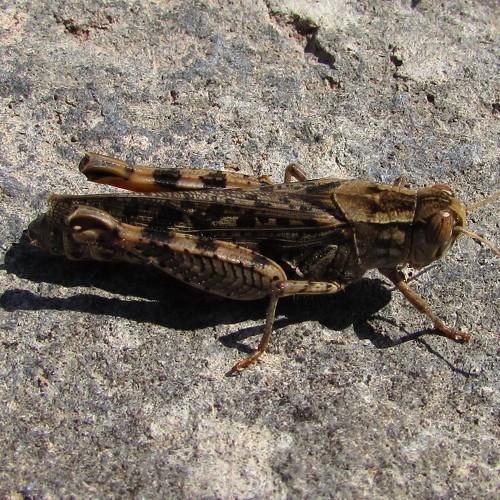 Photo #4866742