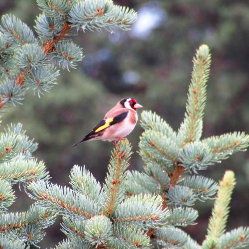 Photo #4866770