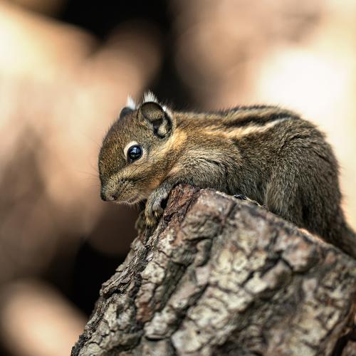 Photo #4867594