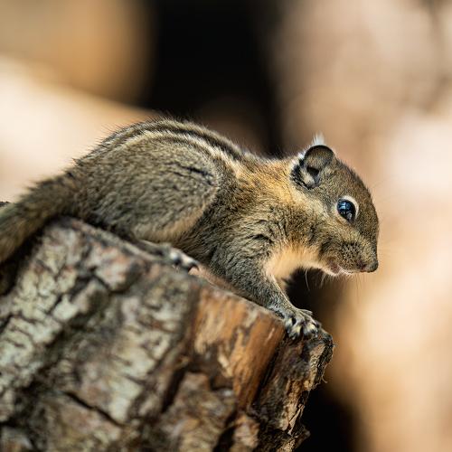 Photo #4867734