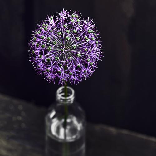 Photo #4869648
