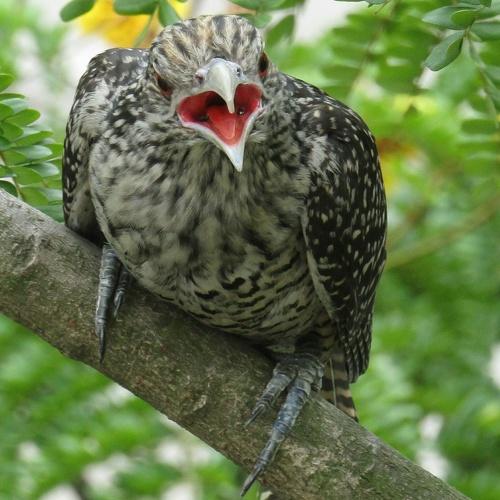 Asian koel.. Female..