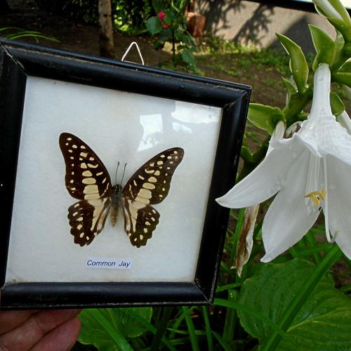 Photo #4870760