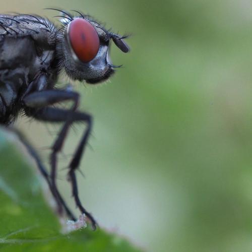 FLY