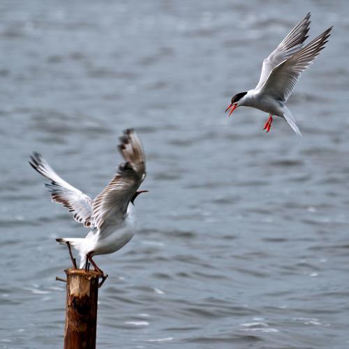 Photo #4871196