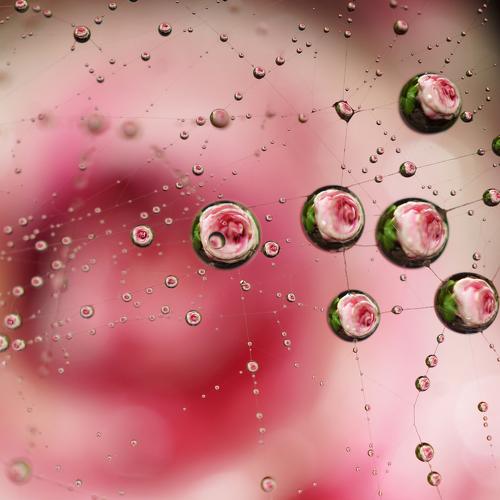 Rose in morning dew