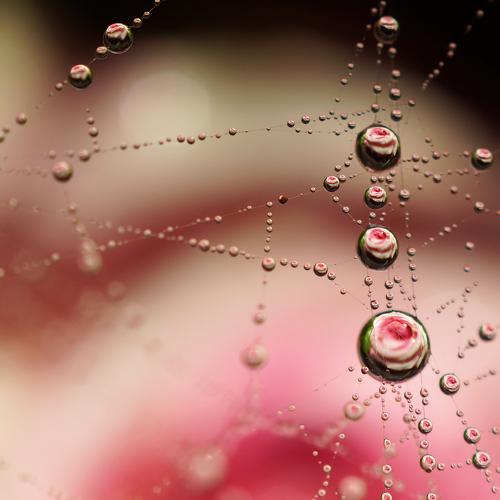 Rose in morning dew