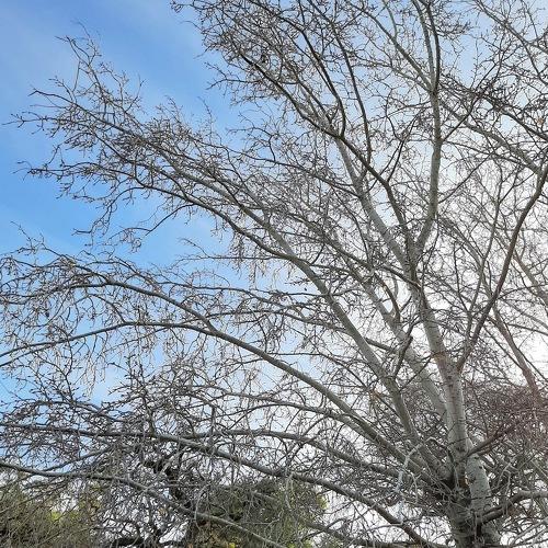 Invierno en Bs As