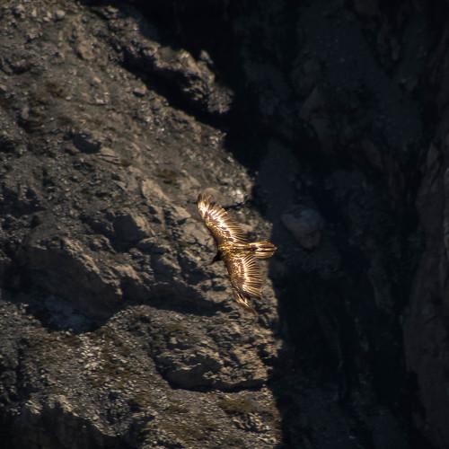 Photo #4873522