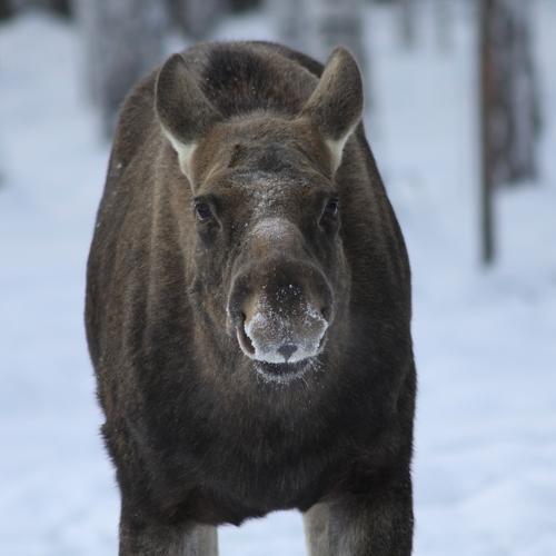 Photo #4874034