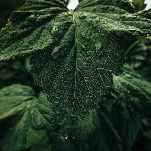 Photo #4874103
