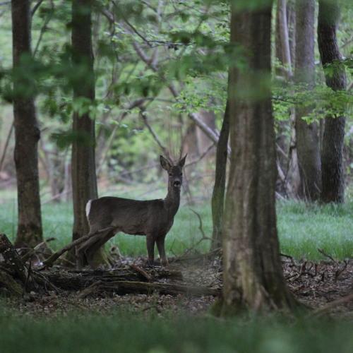 Rough deer